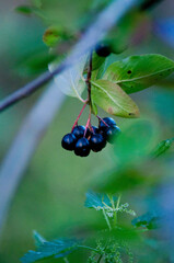 Chokeberry, Aronia, owoce, aronia owoce, liście aronii, zdrowe odżywianie, polskie owoce © Freshfanpage