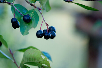 Chokeberry, Aronia, owoce, aronia owoce, liście aronii, zdrowe odżywianie, polskie owoce
