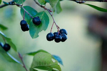 Chokeberry, Aronia, owoce, aronia owoce, liście aronii, zdrowe odżywianie, polskie owoce © Freshfanpage