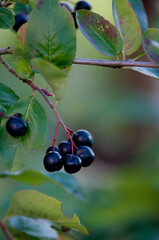 Chokeberry, Aronia, owoce, aronia owoce, liście aronii, zdrowe odżywianie, polskie owoce
