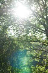 słońce, sunny, lato, zielone liście, drzewa, ogród, relax