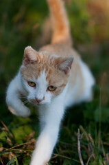 Kot, biały kot, rudy kot, cat, zwierze domowe, pets - obrazy, fototapety, plakaty