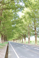 Obraz premium メタセコイア並木ｉｎ滋賀