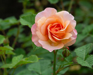 easy going floribunda rose