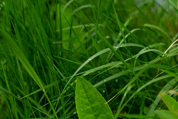 Dew drops on the green grass on a summer morning outside.