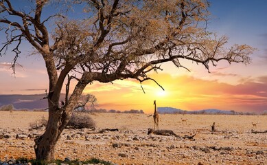 A lone Giraffe walking across the African Savannah with a beautiful sunset and a large tree in the foreground -  Etosha National Park, Namibia - obrazy, fototapety, plakaty