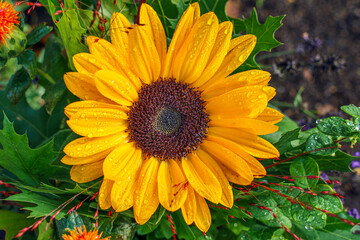yellow flowers in the garden