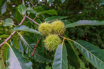 chestnuts on a tree