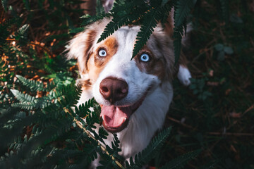 Australian Shepherd
