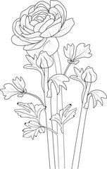 isolate botanical branch of leaves collection bouquets of ranunculus flower coloring page vector sketch engraved ink art
 