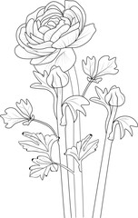Obraz premium isolate botanical branch of leaves collection bouquets of ranunculus flower coloring page vector sketch engraved ink art 