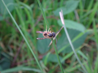 Common wasp (Vespula vulgaris) worker sitting on a blade of grass