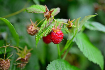 garden raspberries on green bush isolated, close-up