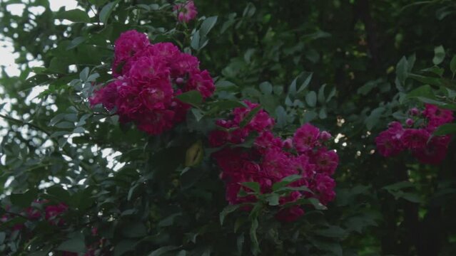 Pink rose on a dark green background. High quality photo