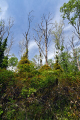 Virgin forest in Nestos Delta national park, Greece // Urwald im Nationalpark Nestos-Delta, Griechenland