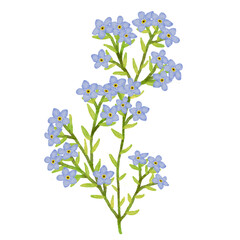 Watercolor Forget Me Not Flower for Decoration