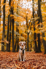 Red Merle Australian Shepherd im Herbst