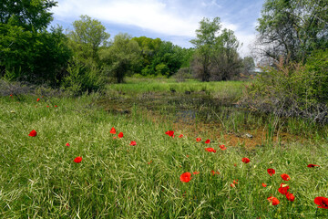 Landscape with poppies in the Nestos Delta, Greece // Landschaft mit Klatschmohn im Nestos-Delta, Griechenland
