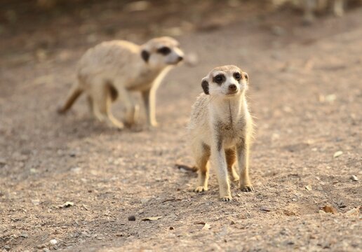 Close-up view of two Meercats on the soil under the sunlight