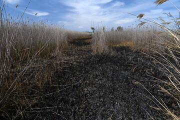 Fototapeta premium burnt reed area // verbrannte Schilfzone (Phragmites australis)