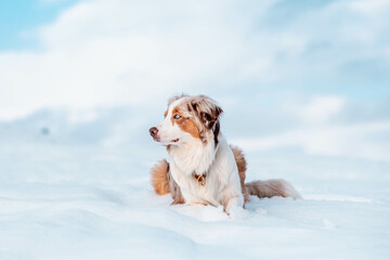Red Merle Australian Shepherd im Schnee