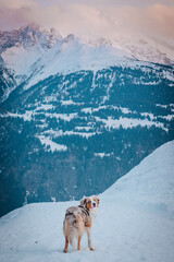 Red Merle Australian Shepherd im Schnee