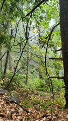 forest in autumn