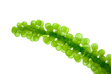 Sea grapes, green caviar isolated on white background