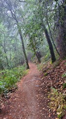 path in the forest