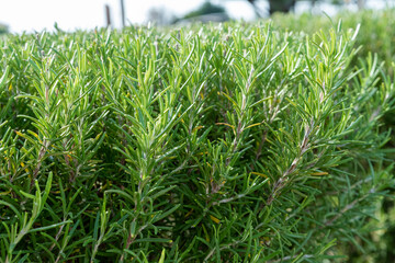Obraz premium green rosemary plants
