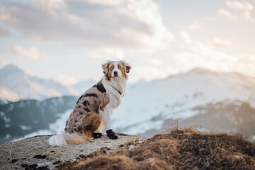 Red Merle Australian Shepherd im Schnee