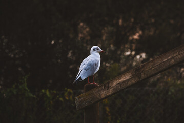 Bird resting in wooden fence
