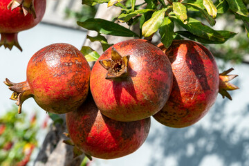 pomegranates italian farm tree