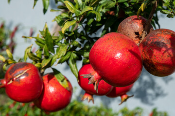 pomegranates italian farm tree