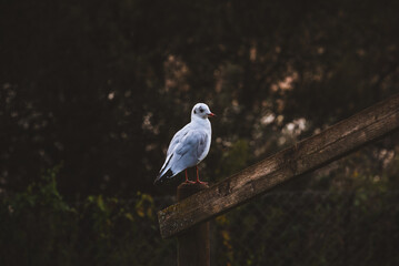 Bird resting in wooden fence
