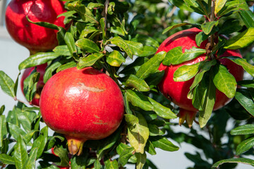 pomegranates italian farm tree