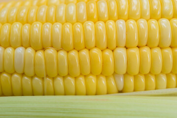 Closeup Yellow sweet corn