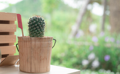cactus in wooden pot green background