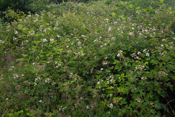 Fototapeta na wymiar Flowery bush of Blackberries (Rubus sp.) in Dutch National Park De Groote Peel, Nederweert, Limburg, Netherlands