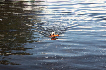 Dog swimming with red toy in mouth bringing it ashore