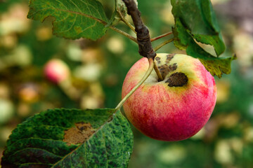 Red apples on an apple tree in autumn time.