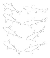 Set with contours of a shark in different positions from black lines isolated on a white background. Isometric view. Vector illustration.