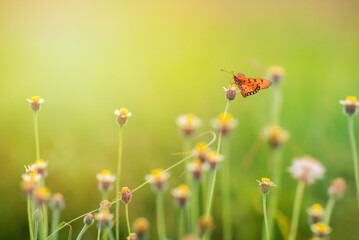 Butterfly on green grass field with flowers, A beautiful butterfly in a meadow in orange and green tones
