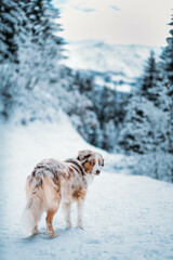 Red Merle Australian Shepherd im Schnee