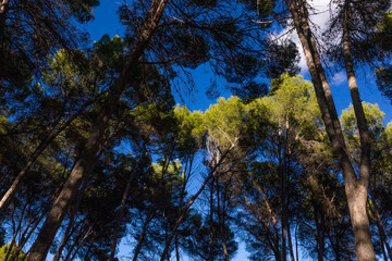 Árboles en el parque