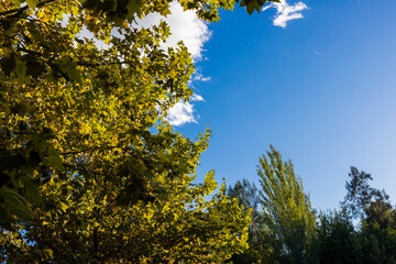 Árbol hacia el cielo