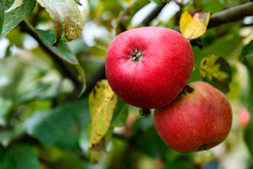 Red apples on an apple tree in autumn time.