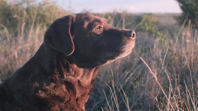 calm wise labrador dog sits in the grass at sunset and sniffs the air