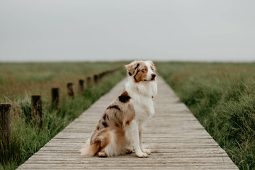 Red Merle Australian Shepherd