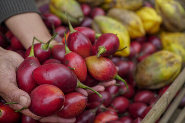 Dutch eggplant is a typical drink of the Tengger Tribe. Close up view Red Eggplant
